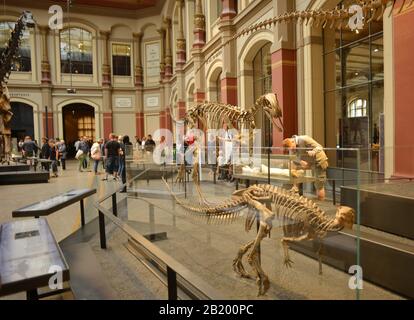 Berlino, Germania 07-07-2019 Museo di storia naturale, mostra di scheletri preistorici di animali e visitatori all'interno Foto Stock