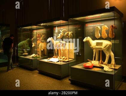 Berlino, Germania 07-07-2019 Museo di Storia Naturale, modelli di animali morti preparati e esposti Foto Stock