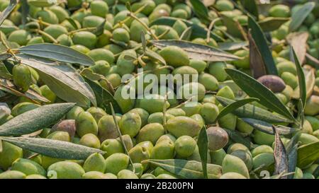 Olive migliori nel mondo koroneika Grecia Foto Stock