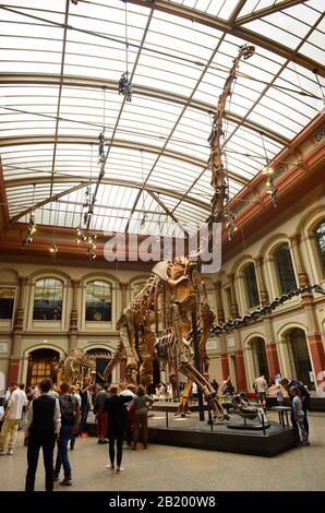 Berlino, Germania 07-07-2019 Museo di storia naturale, mostra dello scheletro del tirannus saurus rex Foto Stock