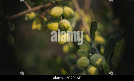le migliori olive del mondo koroneikes Foto Stock