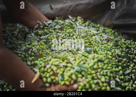 olive più grandi del mondo da koroneikh Foto Stock
