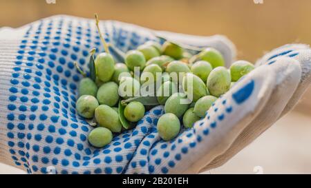 Le olive migliori al mondo koroneika Grecia Foto Stock
