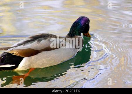 Mallard drake anatra con piume colorate che nuotano in un laghetto da solo con riflessi colorati dal sole sulle increspature d'acqua. Foto Stock