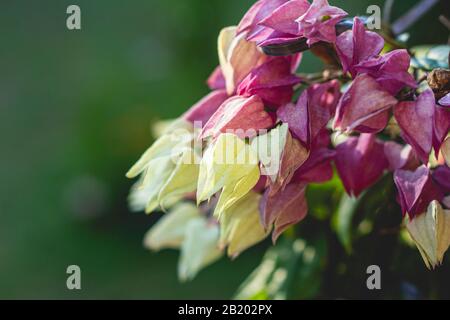 Glory-bower fiore dettaglio (Clerodendrum thomsoniae/ Lágrima de Cristo) Foto Stock