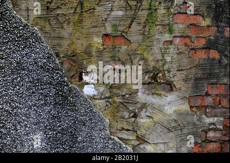Pareti testurizzate di Saltcoats Foto Stock