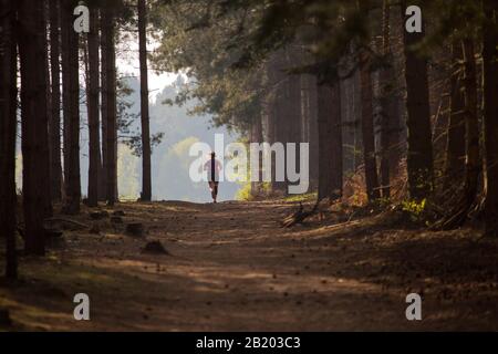 Ragazza che fa jogging nella foresta illuminata dal sole Foto Stock