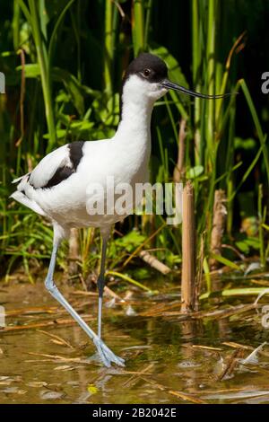 Una foto di primo piano di un'avoceta che si trova nello shows Foto Stock