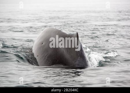 Humpback Whale Megaptera Novaeangliae A Foyn Harbour, Wilhelmina Bay, Antartide. Foto Stock