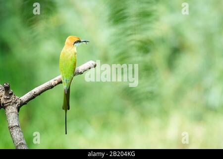 Bellissimo uccello Chestnut testa Bee eater su un ramo.(Merops leschenaulti) con sfondo verde Foto Stock