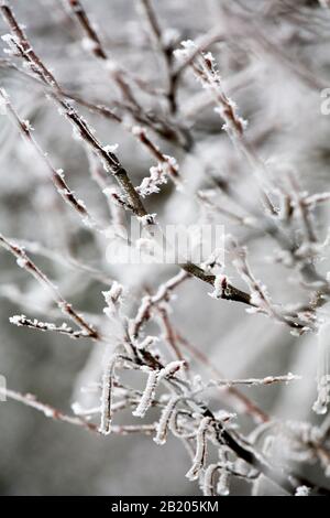 Brina bianca sulle branche in inverno Foto Stock