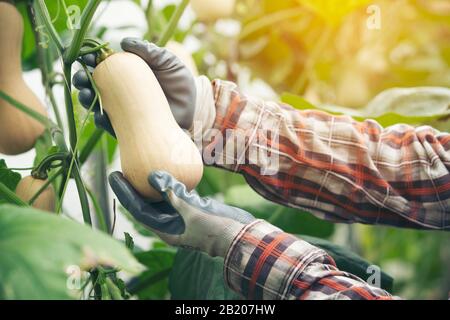 Squash Butternut mano, Squash Butternut in fattoria biologica Foto Stock