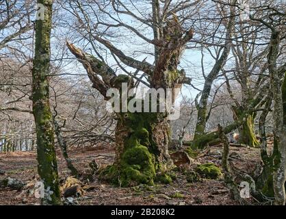 Vecchio tronco albero morto nella foresta sembra un volto mistico, scena naturale, Francia, Massif des Alberes, Pirenei Orientali, Occitanie Foto Stock