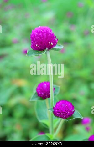 Immagine Verticale Di Viola Vibrante Globe Amaranth Fiori Con Blurry Flower Field In Background Foto Stock