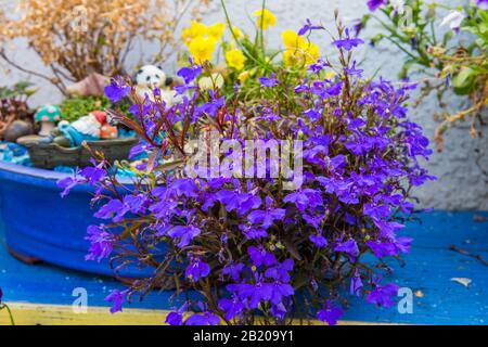 Lobelia erinus 'Crystal Palace' che cresce in un piccolo giardino fiabesco contenitore blu . Foto Stock