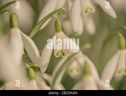 Snowdrops in giardino Foto Stock