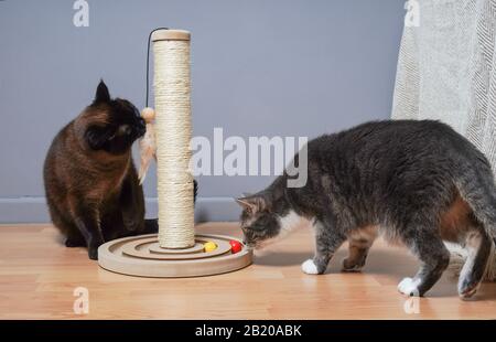 due gatti curiosi che esaminano il nuovo albero del gatto ed i giocattoli nel soggiorno domestico Foto Stock