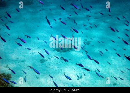 Pesce blu colorato in acqua. Scuola di pesce con superficie d'acqua sullo sfondo, mare sottomarino caraibico. Egitto pesce Foto Stock