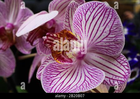 Trifoglio Makro di fiori di orchidea rosa e bianco isolati (fuoco selettivo sulla punta del labbro) Foto Stock