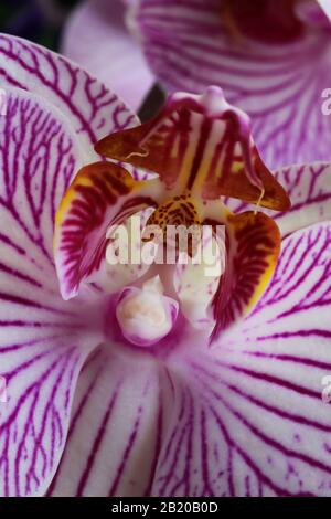 Trifoglio Makro di fiori di orchidea rosa e bianca isolati (fuoco selettivo sulla colonna gialla al centro) Foto Stock