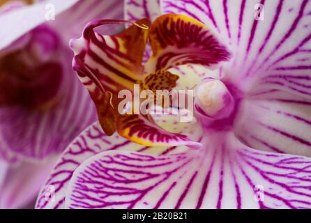 Trifoglio Makro di fiori di orchidea rosa e bianca isolati (fuoco selettivo sulla colonna gialla al centro) Foto Stock