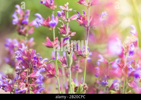 Salvia pratensis, prato clario o prato salvia fiori viola. Collezione di erbe. Medicine da piante medicinali. Medicina concettuale. Foto Stock