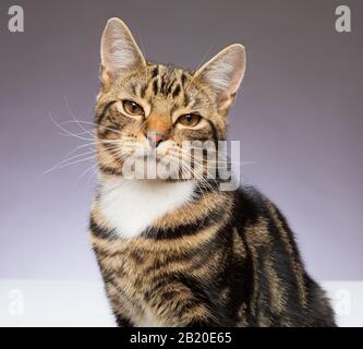 Giovane gatto Tabby di 9 mesi che guarda alla macchina fotografica su uno sfondo grigio Foto Stock