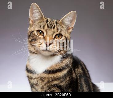 Giovane gatto Tabby di 9 mesi che guarda alla macchina fotografica su uno sfondo grigio Foto Stock