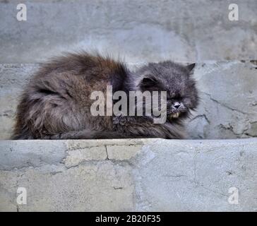 gatto furry che dorme su un'immagine di scale concrete Foto Stock