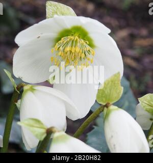 Singolo bianco Hellebore (o Rosa di Natale) fiore completamente aperto Foto Stock