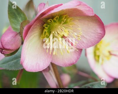 Singolo viola Hellebore (o Rosa di Natale) fiore completamente aperto Foto Stock
