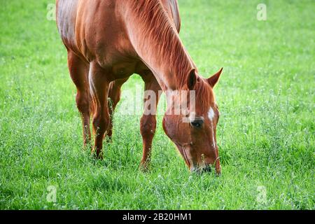 Bella Cavallo Mangiare Erba, Closeup Foto Stock
