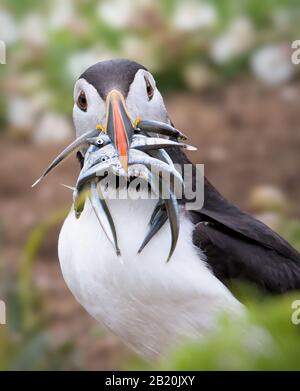 Curioso Puffin, Fratercola arctica, guardando Camera con sabbia Eels nel suo becco. Preso a Skomer Island UK Foto Stock