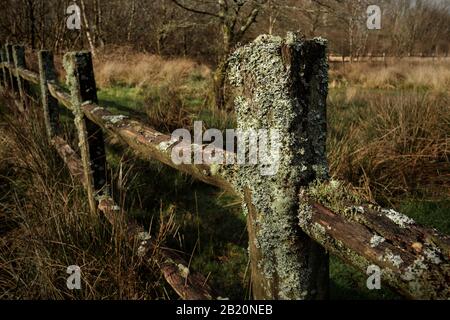 Un recinto lichen coperto a Cors Caron (Tregaron Bog) con copiose quantità di lichen che crescono su di esso Foto Stock