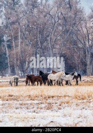 Cavalli in pascolo ranch in inverno neve tempesta; vicino Salida; Colorado; Stati Uniti Foto Stock