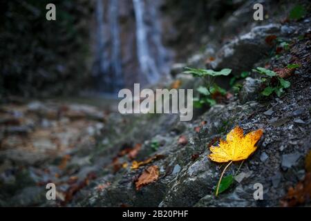Foglie autunnali sullo sfondo di una cascata, si trova sulle rocce della foresta Foto Stock