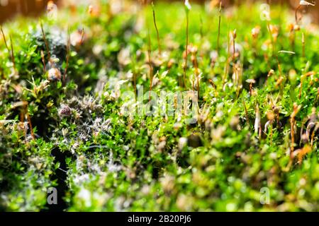una pianta carnivora appassita una volta viveva qui in macro verde Foto Stock
