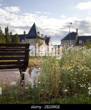 Fiori selvatici fioriscono intorno ad una panchina nel Parco Urbano, Fairfield Park, Bedfordshire. Foto Stock