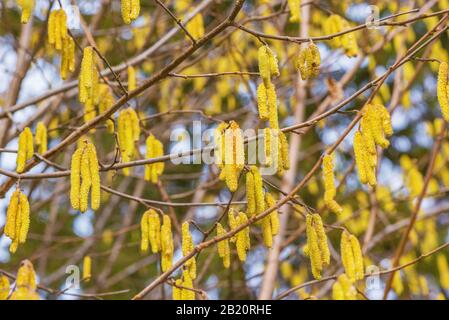 Catkins hangin su un ramo dell'albero in primavera. Foto Stock