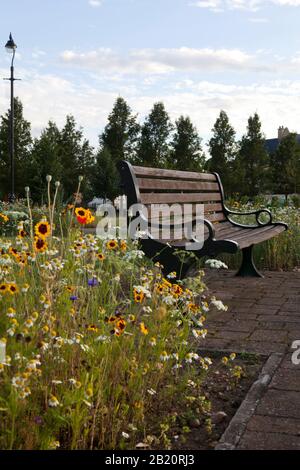 Fiori selvatici fioriscono intorno ad una panchina nel Parco Urbano, Fairfield Park, Bedfordshire. Foto Stock