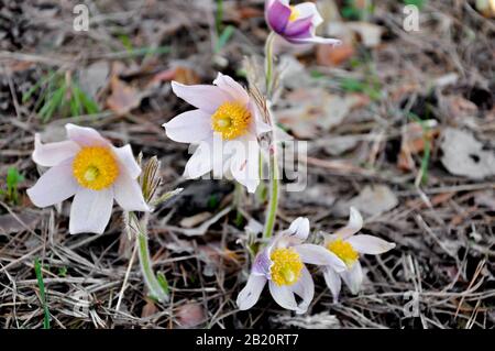 Primo piano della prima primavera fiori viola e bianco Crocus. Innevamento su uno sfondo di foresta al tramonto o all'alba Foto Stock