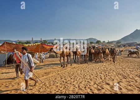 Grande mandria di cammelli in arrivo su cammello e fiera del bestiame, Puskar Mela, Pushkar, Rajasthan, India Foto Stock