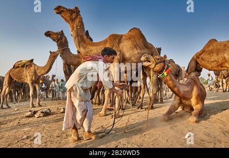 Kamel und Viehmarkt, Puskar Mela, Pushkar, Rajasthan, Indien |nomade tribù cammelli uomo su cammello e bestiame fiera, Pushkar Mela, Pushkar, Rajasthan, Foto Stock