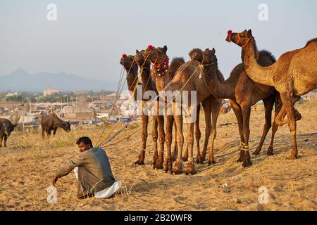 Uomo con i suoi cammelli in cerca di cliente su cammello e fiera del bestiame, Puskar Mela, Pushkar, Rajasthan, India Foto Stock