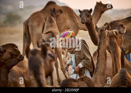 Nomade mit buntem Turban zwischen Kamelen auf dem Kamel und Viehmarkt, Puskar Mela, Pushkar, Rajasthan, Indien |nomade tribù uomo con tradizione Foto Stock