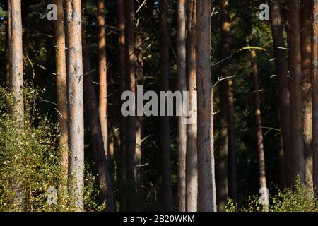 Alberi di conifere in una fitta foresta del Regno Unito Foto Stock