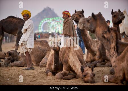 I cammelli di fronte alla ferris ruote della fiera presso il cammello e la fiera del bestiame Pushkar Mela, Pushkar, Rajasthan, India Foto Stock