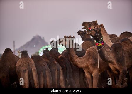 I cammelli di fronte alla ferris ruote della fiera presso il cammello e la fiera del bestiame Pushkar Mela, Pushkar, Rajasthan, India Foto Stock