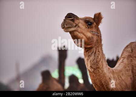 I cammelli di fronte alla ferris ruote della fiera presso il cammello e la fiera del bestiame Pushkar Mela, Pushkar, Rajasthan, India Foto Stock