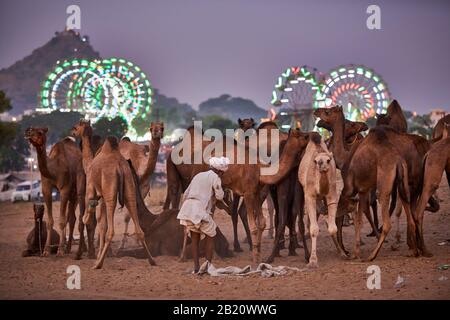 Cammelli di fronte alle ruote ferris illuminate della fiera a cammello e bestiame Pushkar Mela, Pushkar, Rajasthan, India Foto Stock